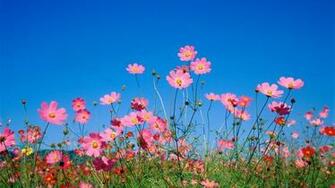 Flower Wallpaper Spring Hq