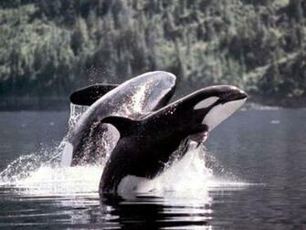 Orca Wallpaper Background
