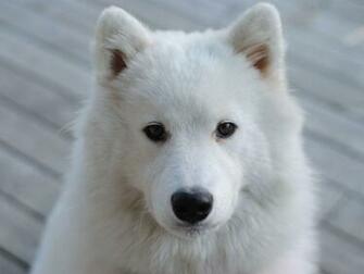 Samoyed Wallpaper