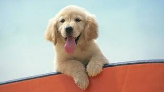 Closeup Photo Of Light Golden Retriever Puppy HD Wallpaper