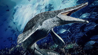 Mosasaur Fossilized Teeth Mini Museum
