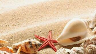 High Definition Beach Shells Wallpaper