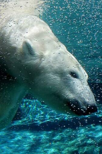 Polar Bear Swim iPhone Wallpaper HD