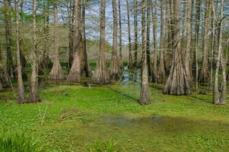 Swamp Penguin Background Image