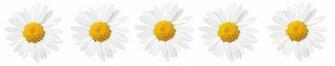 Displaying Gallery Image For Daisies Background