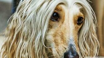 Afghan Hound Wallpaper X Net
