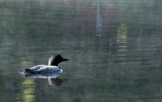 Loons On A Lake Wallpaper Loon Kearney