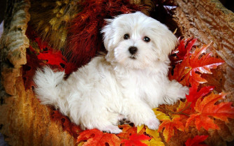 Cute Puppy Wallpaper For Desktop