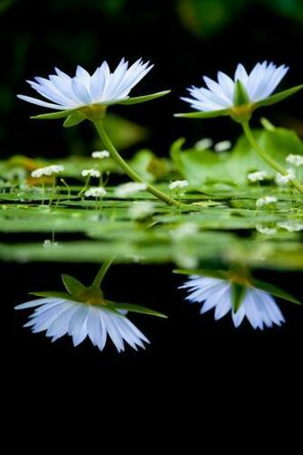 Lotus iPhone Wallpaper Background And HD