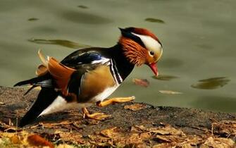 Mandarin Duck Widescreen Wallpaper