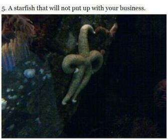 Weird Photos Of Funny Strange Stuff Background