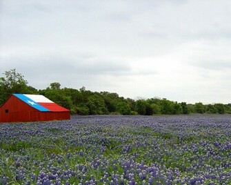 Displaying Image For Bluebonnets Desktop