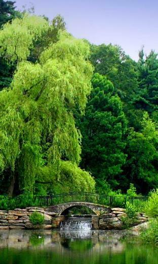 Zen Garden Live Wallpaper Android Apps On Google Play