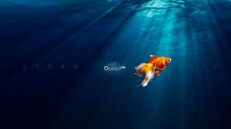 Cute Fish Wallpaper Pictures In High Definition Or Widescreen