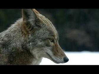 Coyote HD Wallpaper Records