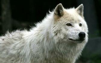 White Wolf Wallpaper