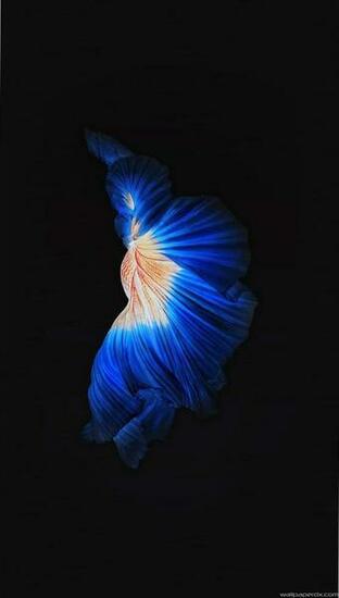 Apple Live Photo Ios9 Dark Blue iPhone Plus