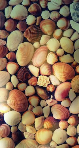 Shells Wallpaper Awesome Holiday Beach