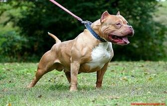 Funny Smart Pitbull Dog Picture Wallpaper FindwallpaperHD