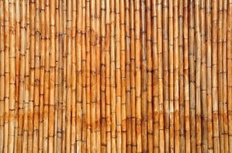 Bamboo Background