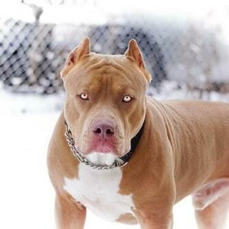 Rare Pitbull Wallpaper By Angelobautista380877 3c