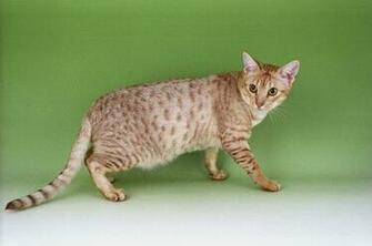 Ocicat Cat Green Background Photo And Wallpaper Beautiful