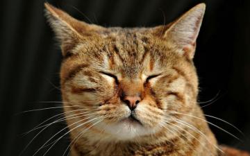 Cats Animals Closed Eyes Wallpaper HD Desktop And Mobile