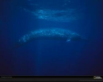 Pics Photos Blue Whale Wallpaper Desktop Background