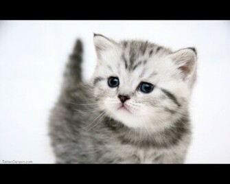 Very Funny Cat Photos Desktop Wallpaper