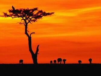 Picture Animal African Elephant Pictures