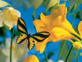 Summertime Visitor Wallpaper HD