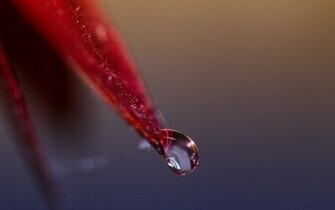 Red Leaf Wallpaper High Definition Quality