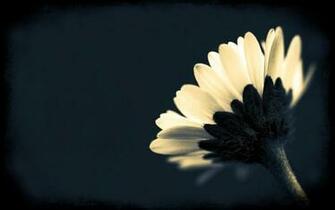 Black And White Flower Wallpaper Background For Desktop Next Image