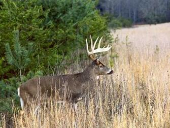 Whitetail Deer Wallpaper