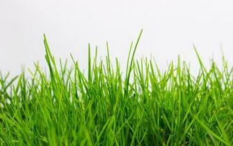 Wcu Grass Pictures Only Here