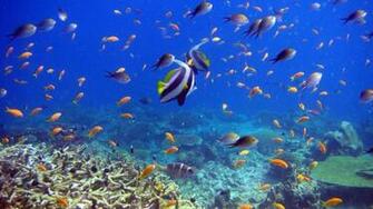 Underwater Desktop Wallpaper