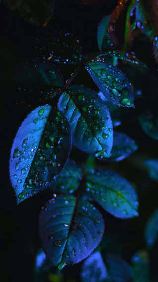 The All Wallpaper