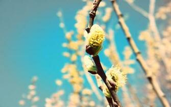 Spring Buds Wallpaper Stock Photos