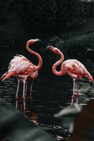 Flamingo Wallpaper HD Hq