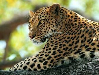Panther Wallpaper Background Paos Pictures And Image For