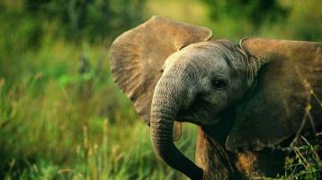 Beautiful And Cute Animal Wallpaper