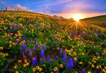 Spring Flower Field