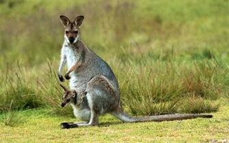 Baby Kangaroo Pictures HD Wallpaper And