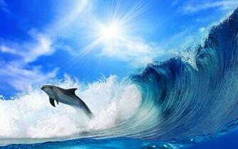Cute Dolphins HD Wallpaper Collection In