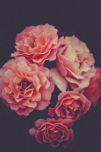 Carnation Pictures Image