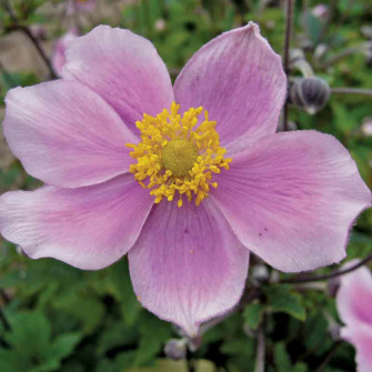 Anemone Flower Picture Wallpaper