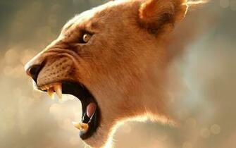 Lioness Wallpaper