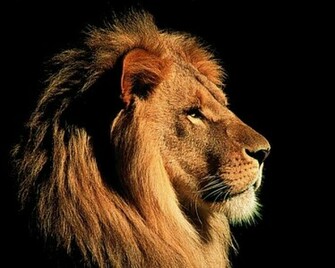 Lion Wallpaper The Best Top Desktop HD