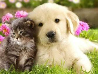 Very Cute Puppy Wallpaper Animal Cat