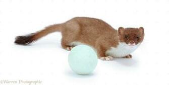Stoat With Egg Photo Wp28483